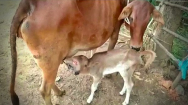 Calf Calf