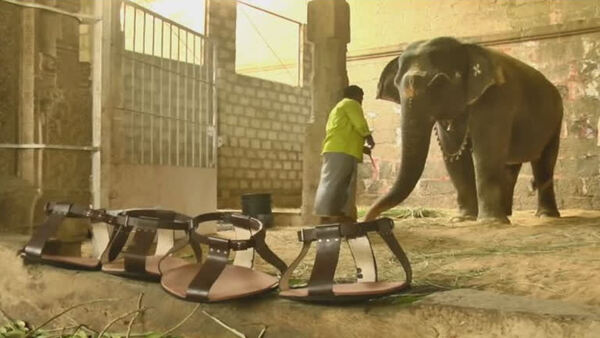 elephant elephant